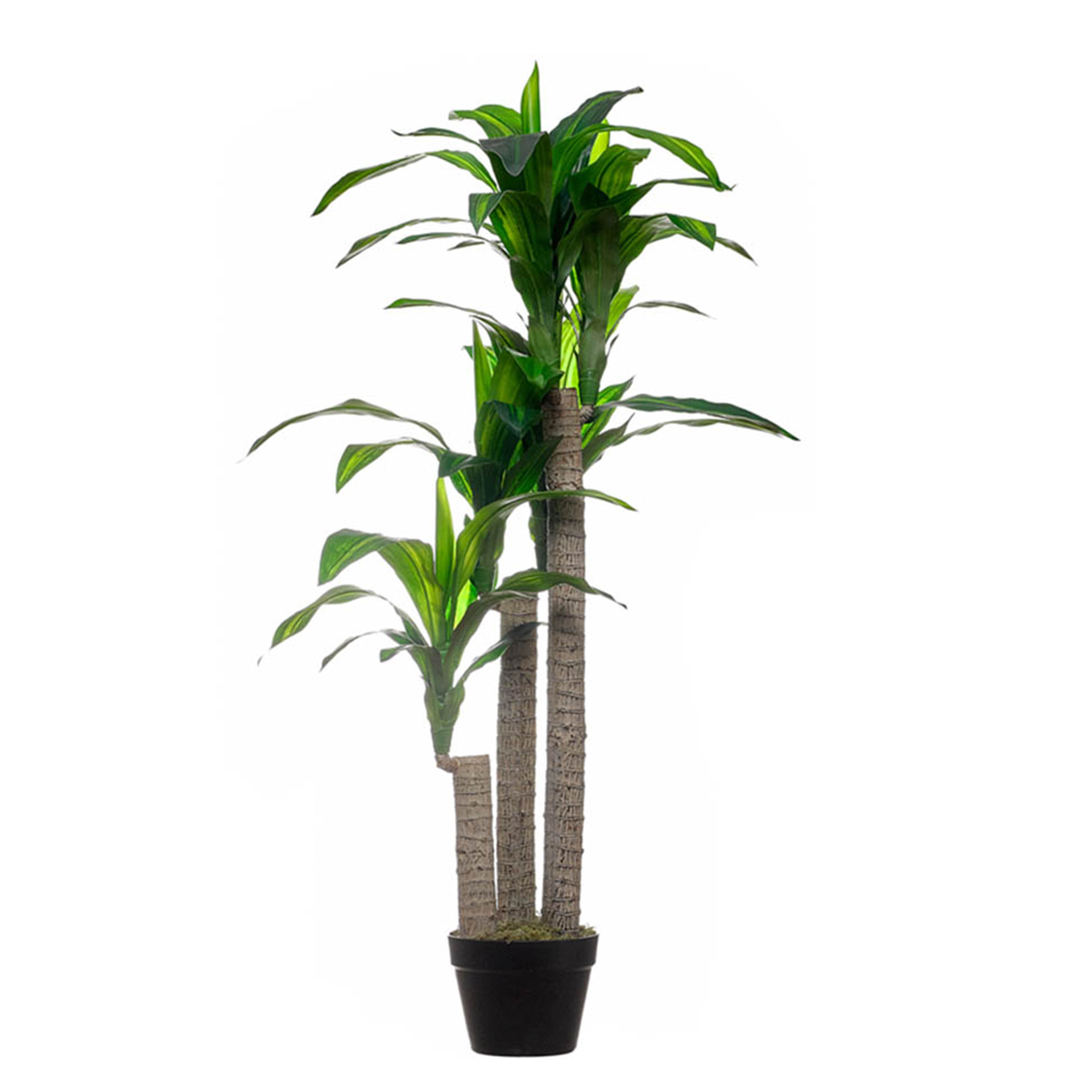 DRACAENA PLANT