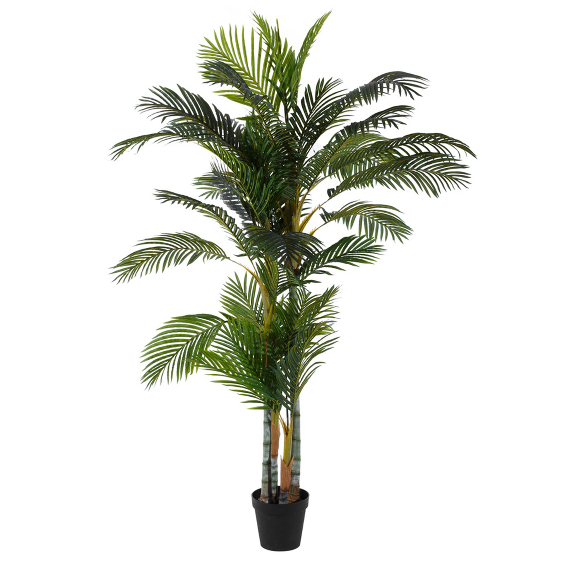 PALM PLANT