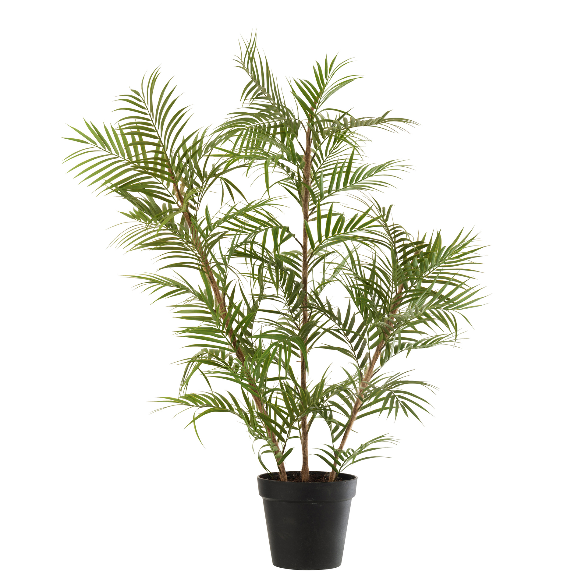 CHAMAE I PLANT