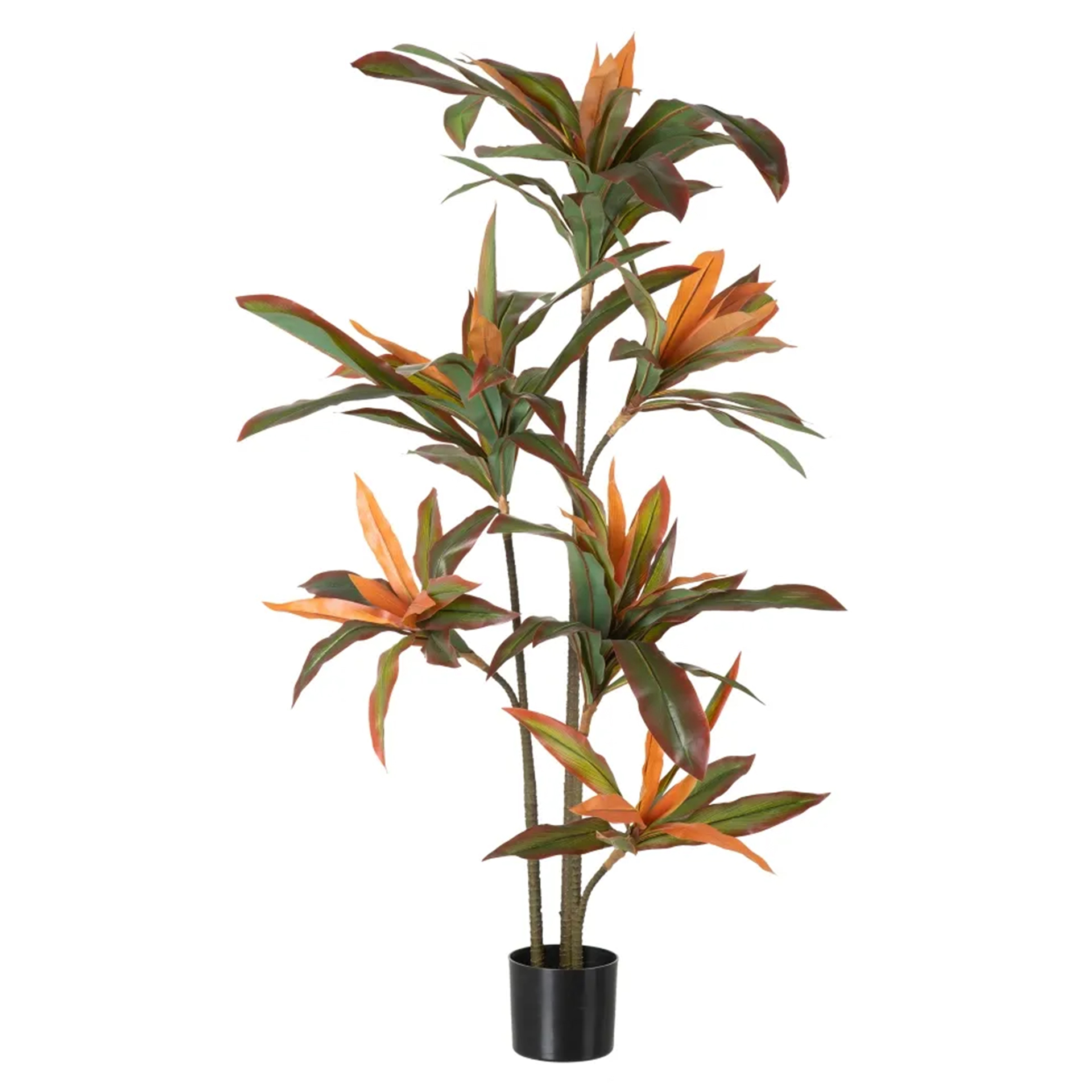 DRACENA PLANT