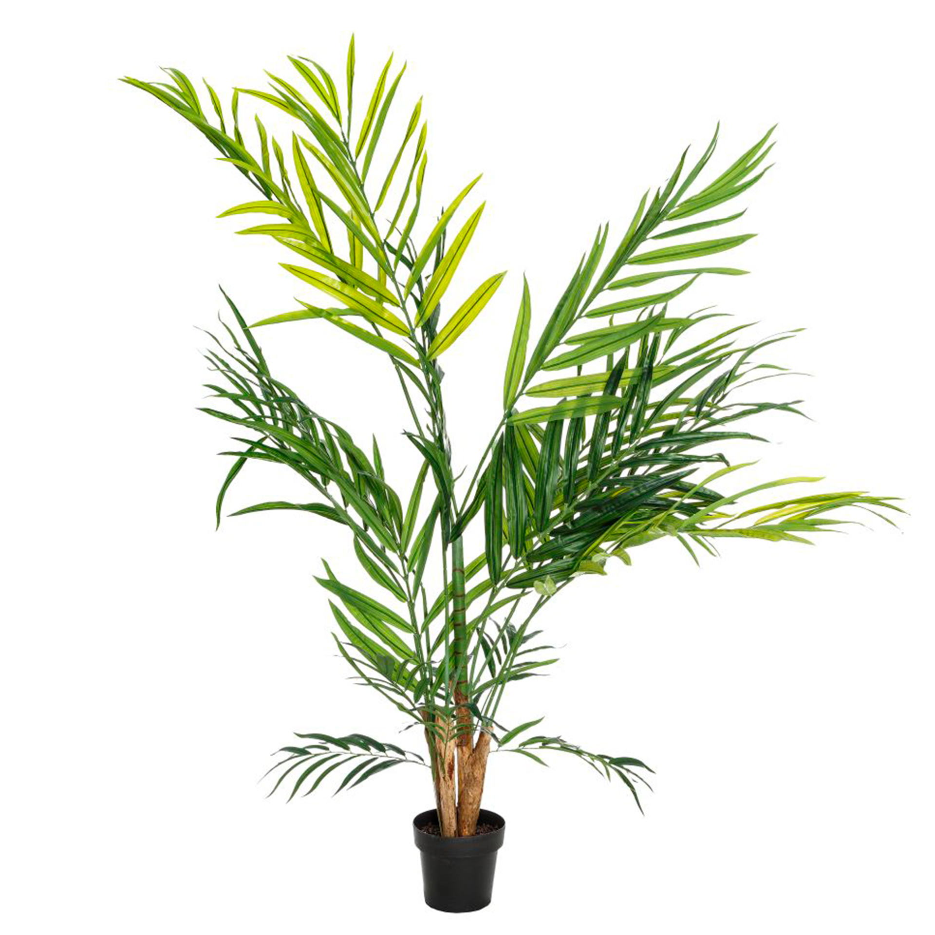 PLANTA BAMBU