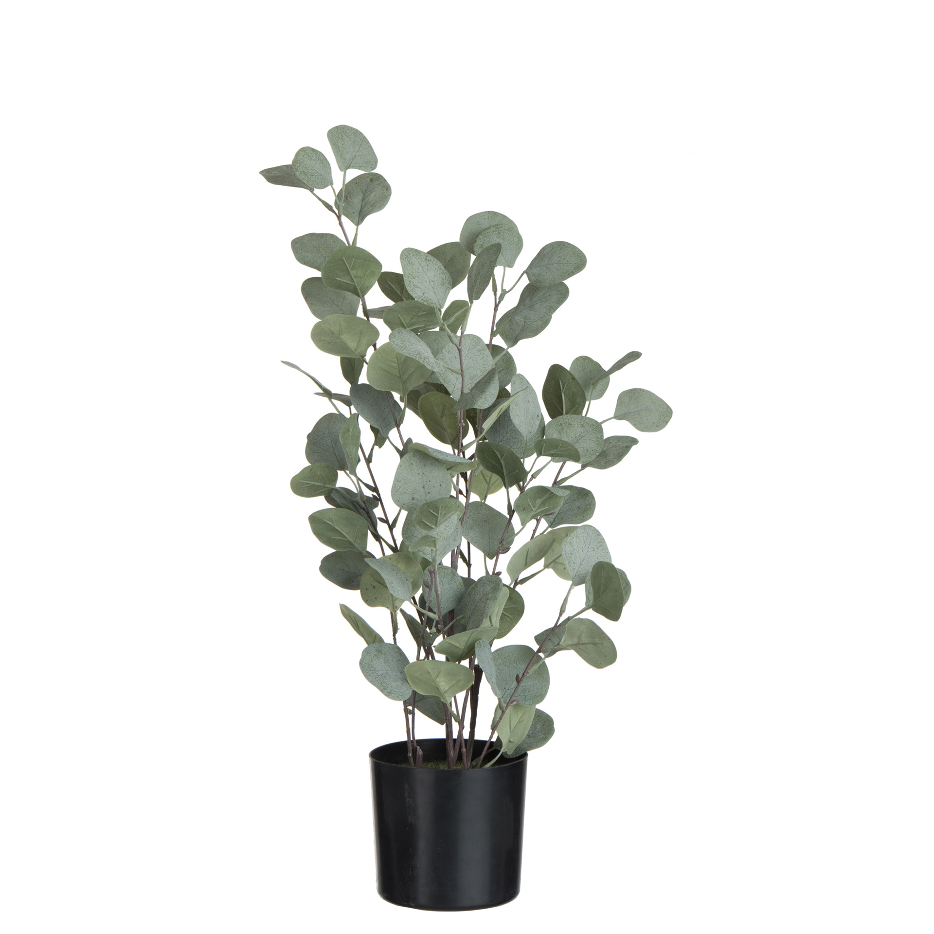 PLANTA EUCALYPTUS S