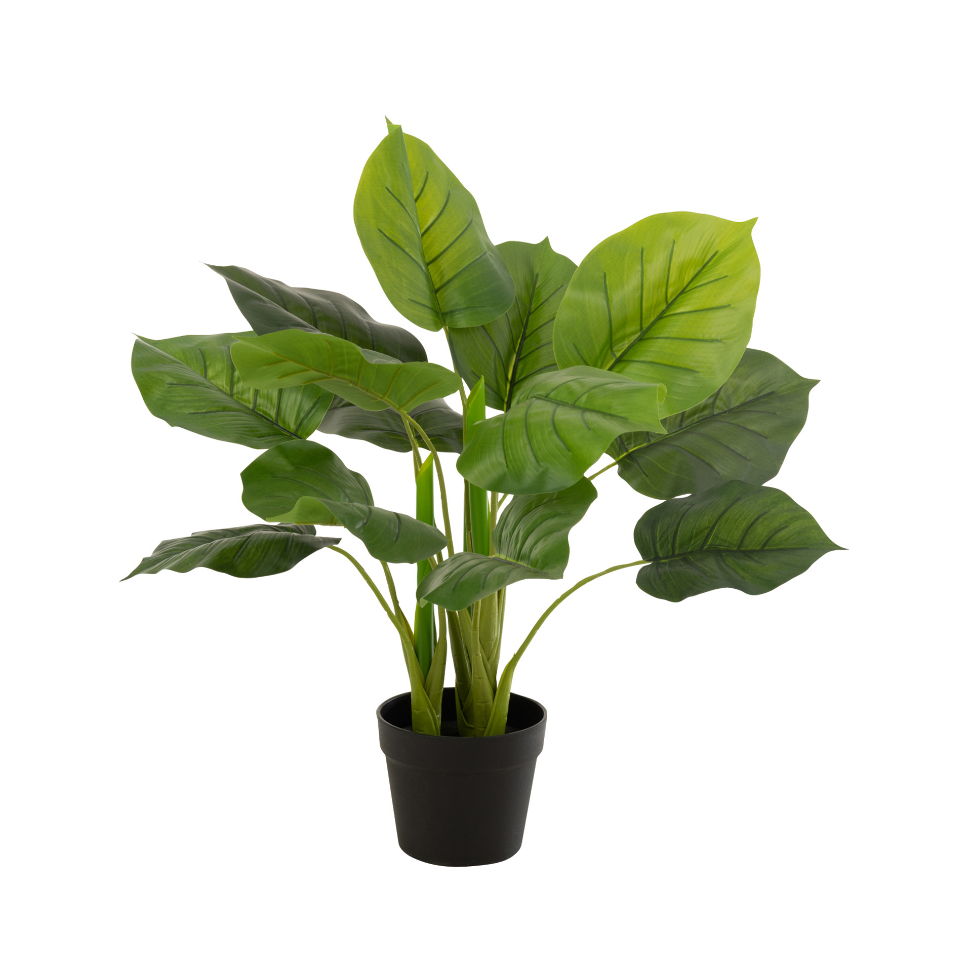 PLANTA POTHOS