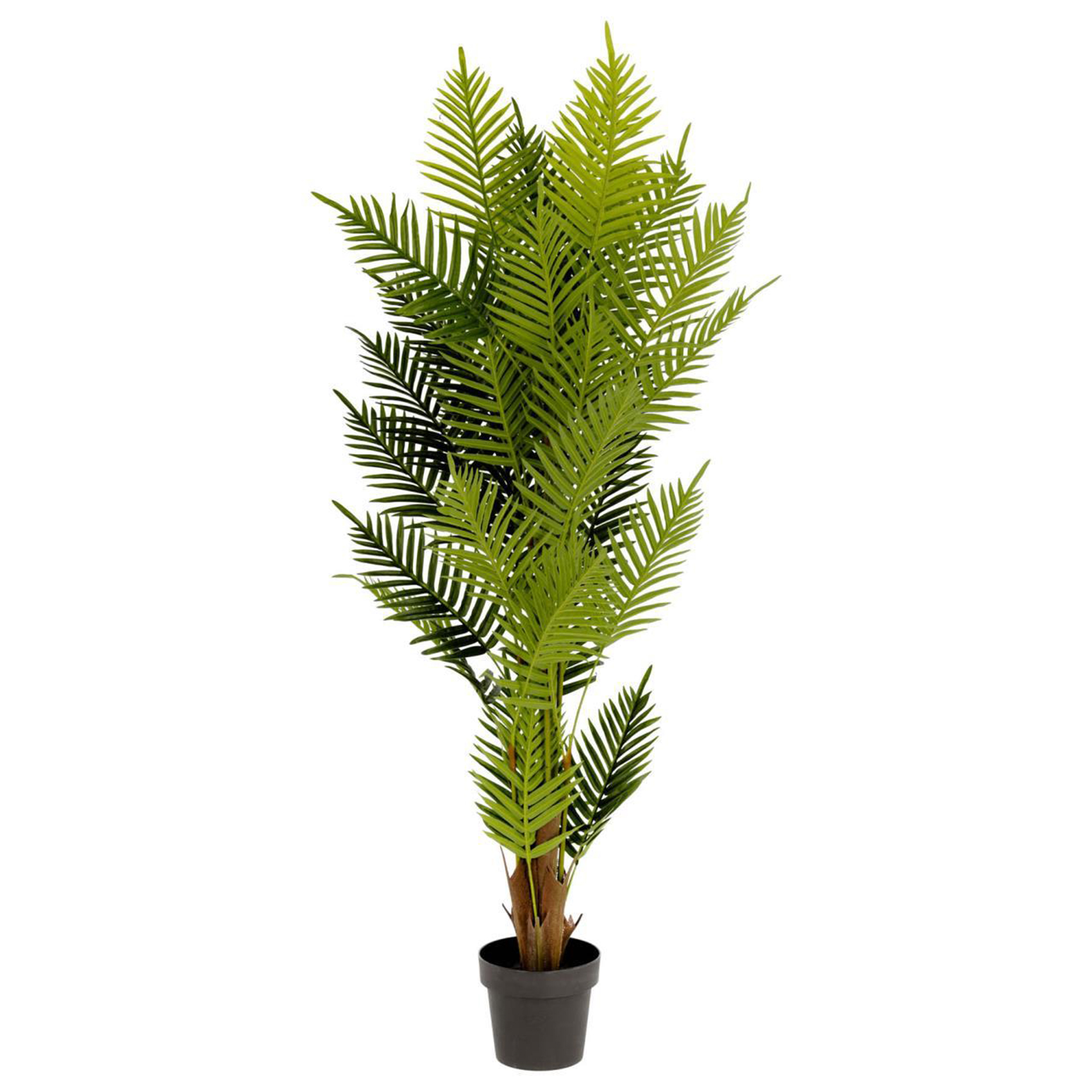 PLANTA PALMERA