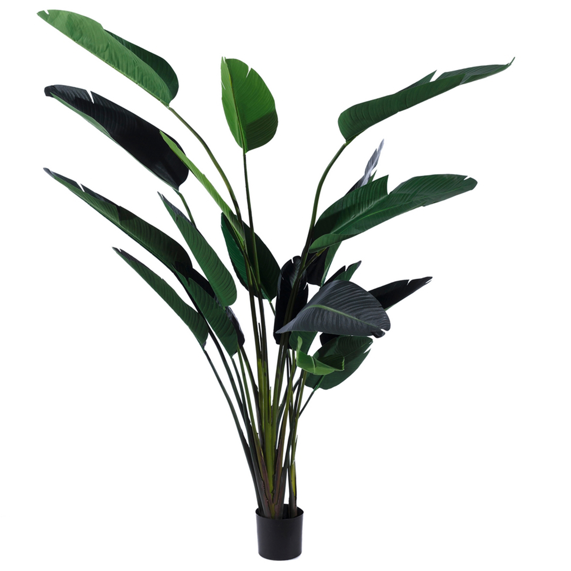 PLANTA JUNGLE