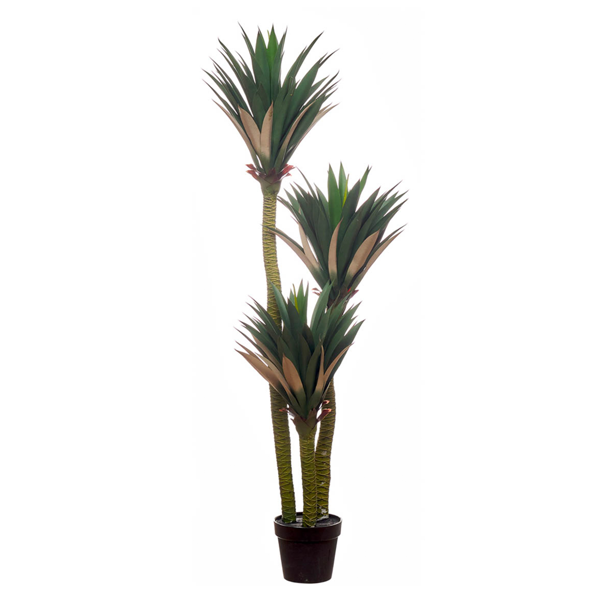 PLANTA PINEAPPLE