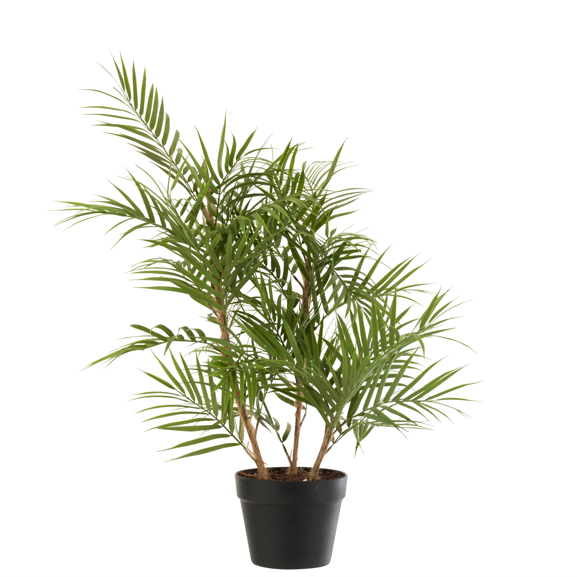 PLANTA CHAMAE